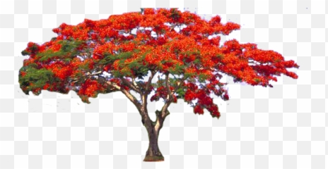 Flamboyan Png Clipart Vectors Psd Templates - Free Png Red Flower Tree Png,Bougainvillea Png