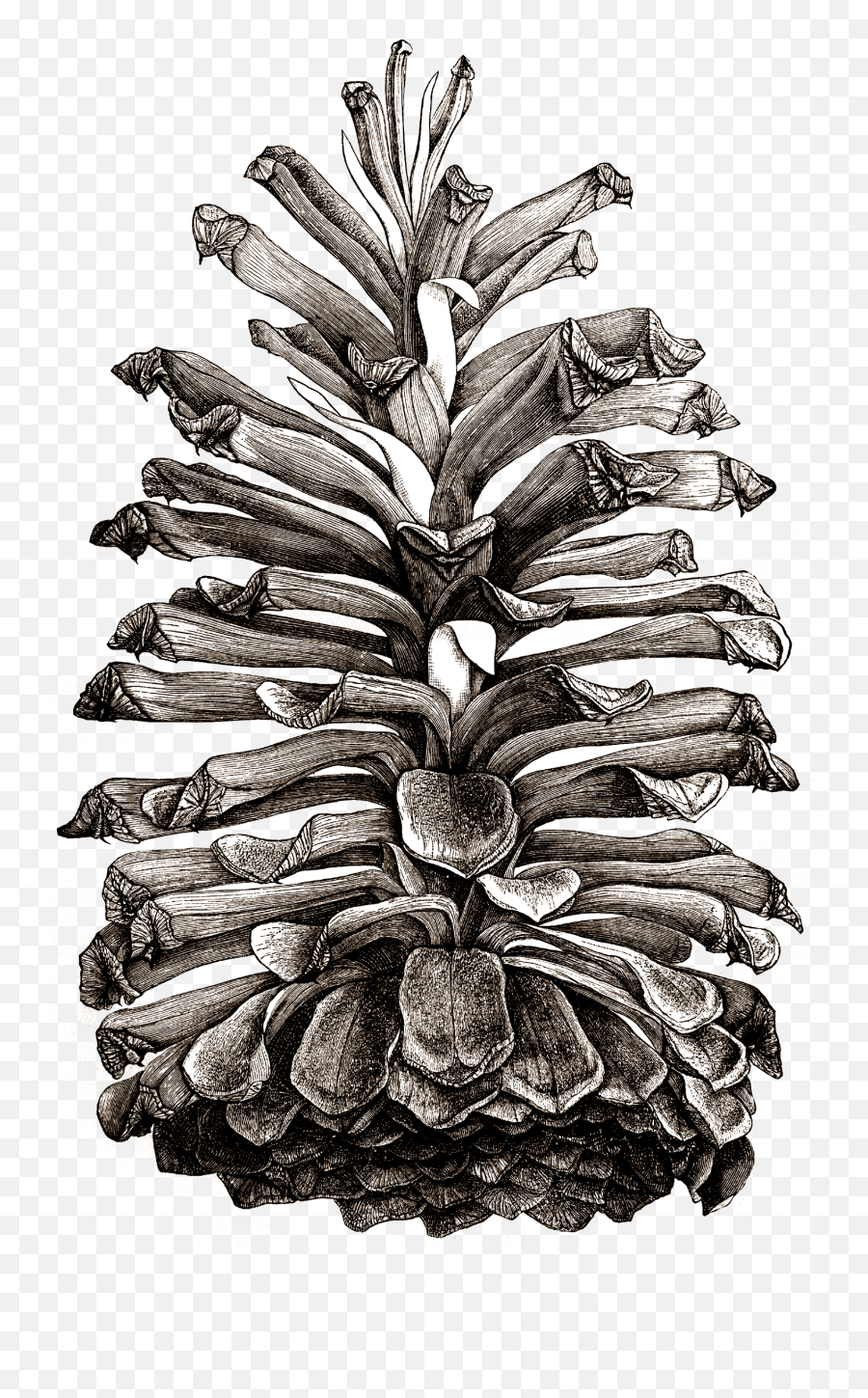 Pine Cone - Pine Cone Tree Draw Png,Pine Cone Png