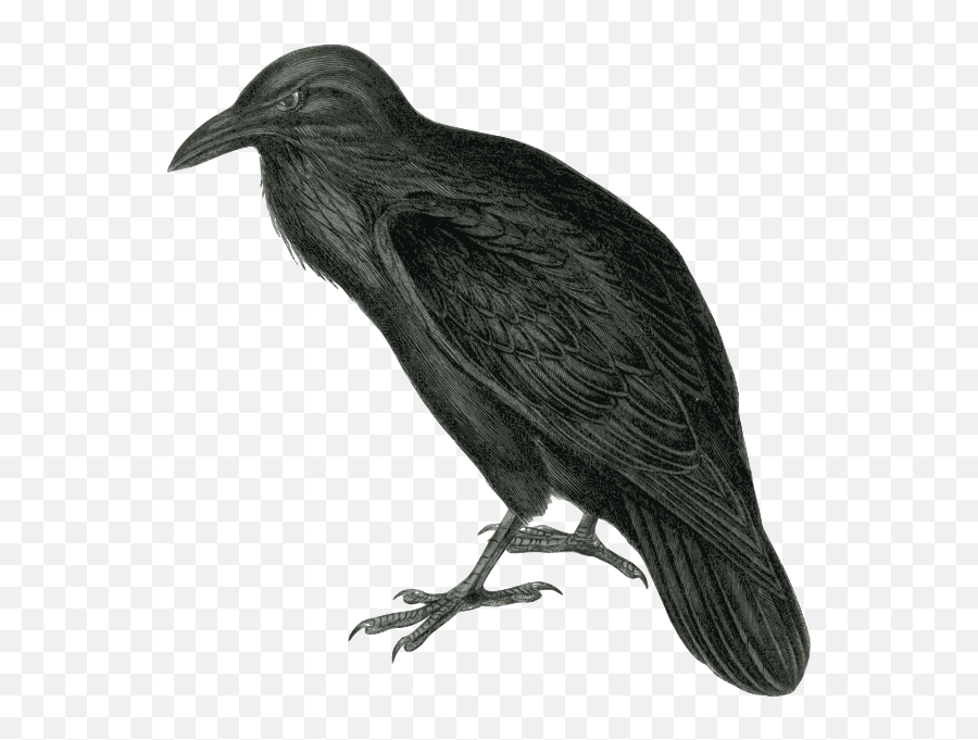 Vector Image Of Dark Colored Raven In Monotone Free Svg - Raven Clip Art Png,Raven Silhouette Png