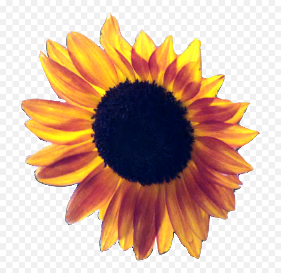 Playpen Of Graphics Cubit Transparent - Clear Background Sunflowers Transparent Png,Sunflower Transparent Background