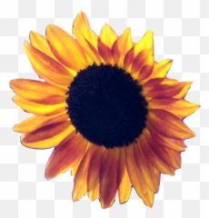 Playpen Of Graphics Cubit Transparent - Clear Background Sunflowers Transparent Png,Sunflower Transparent Background