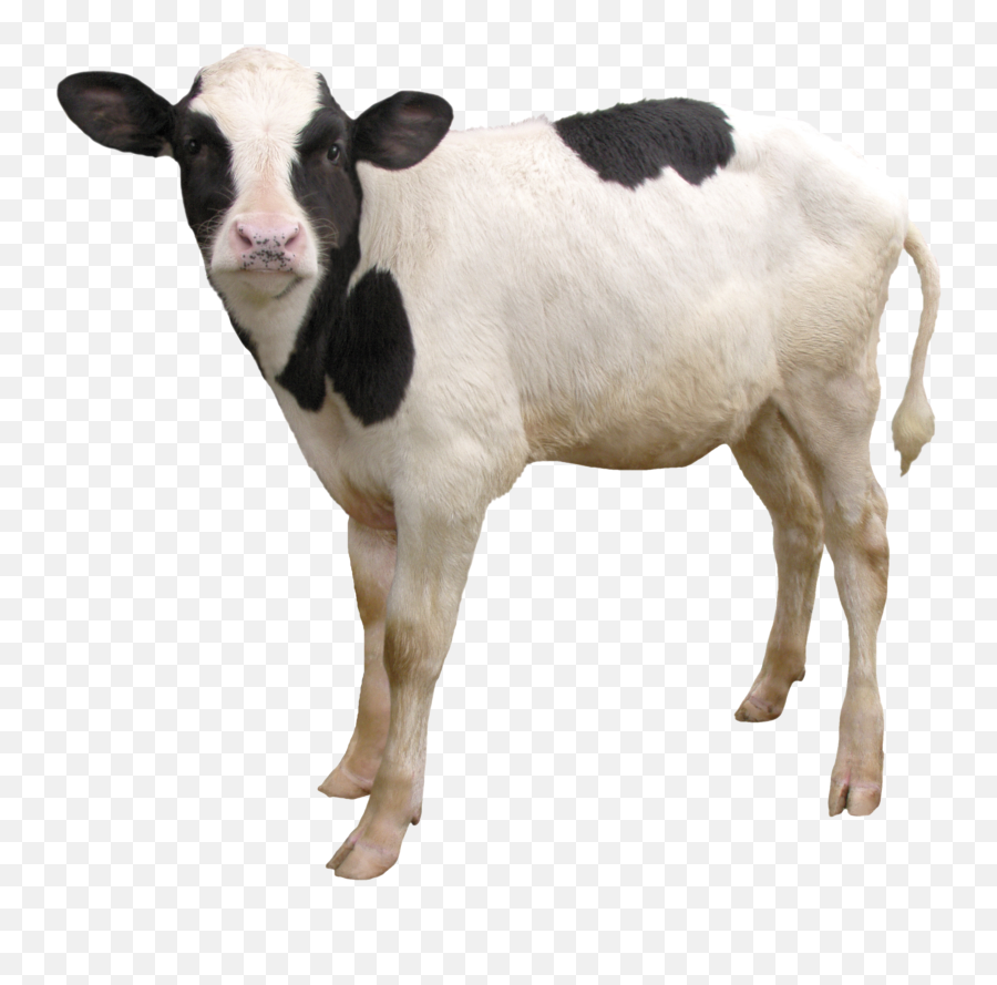 Cow - Cow Calf Transparent Background Png,Cows Png