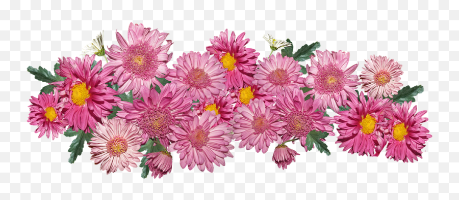Flowers Chrysanthemum Pink - Chrysanths Png,Chrysanthemum Png