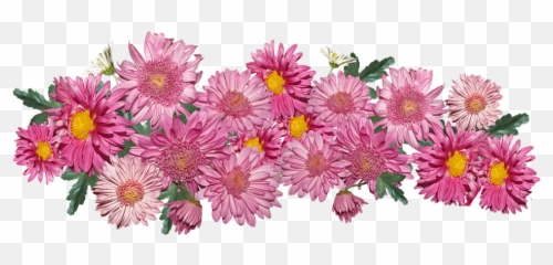 Flowers Chrysanthemum Pink - Chrysanths Png,Chrysanthemum Png