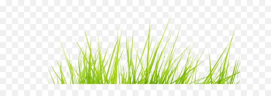 Index Of Wp - Contentuploads201403 Png Grass,Grass Png