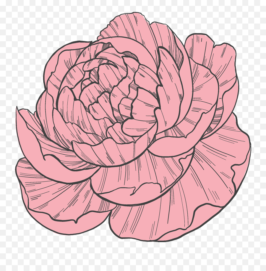 Peony Clipart Free Download Transparent Png Creazilla - Lovely,Peony Transparent