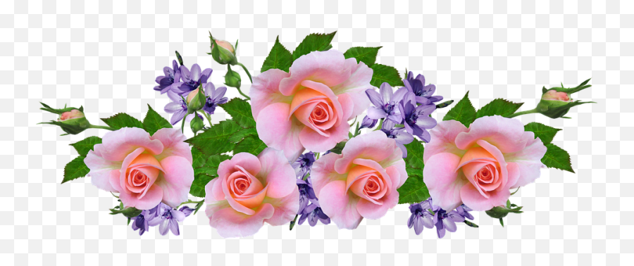 Roses Pink Fragrant - Free Photo On Pixabay Flower Png,Rosas Png