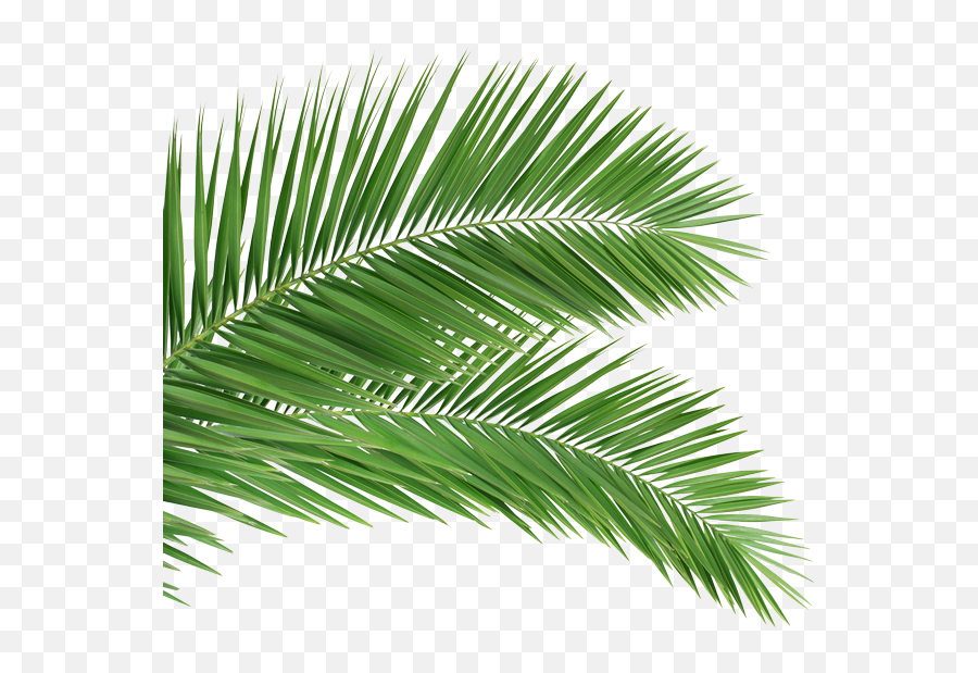 Back - Palm Tree Branch Png Full Size Png Download Seekpng Palm Sunday 2020,Palm Tree Leaf Png