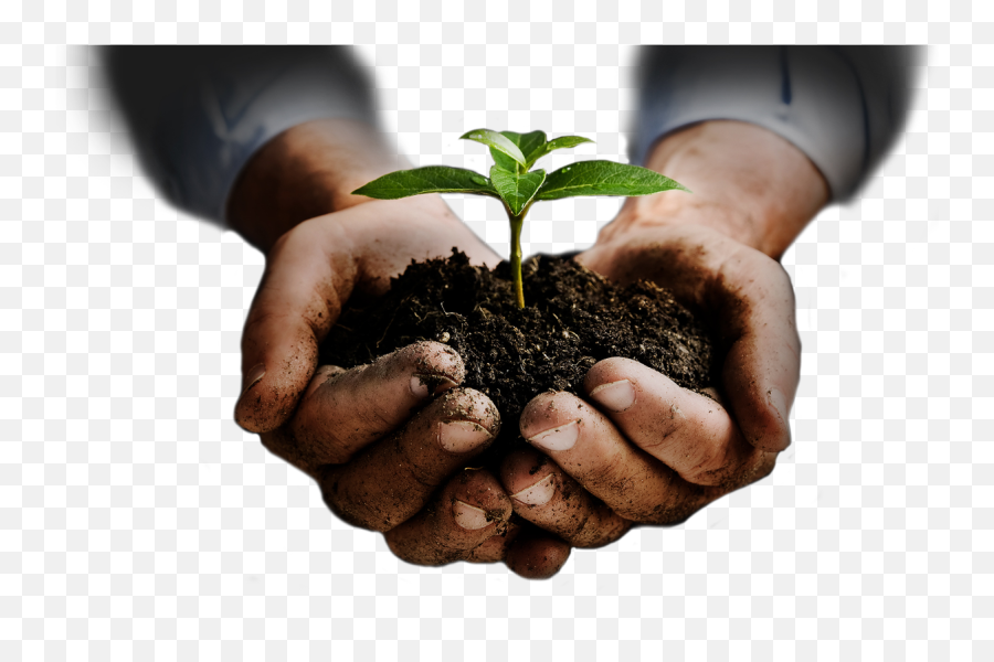 Soil In Hands Png - Hand Holding Plant In Hand Png,Holding Hands Png