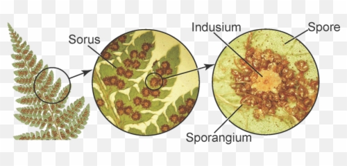 Fern Structure - 2 Pinnate Pinnatifid png