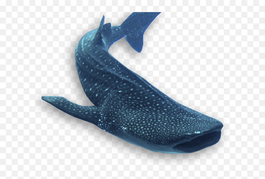 Home1 - Wsorc Grey Whale Png,Whale Shark Png