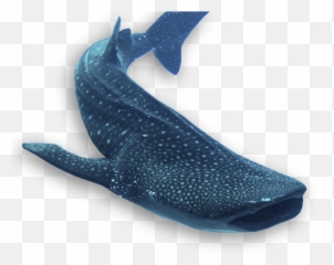 Home1 - Wsorc Grey Whale Png,Whale Shark Png