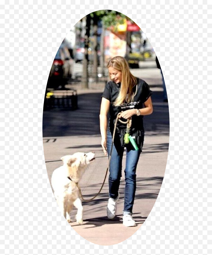 April 2020 Updates From Shelby Semel Dog Training U2014 - Martingale Png,Dog Walking Png