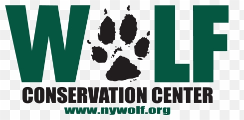 Debate Among Scientists Over Wolf Effect In Yellowstone - Conservation Center New York png
