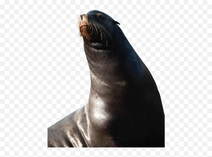 Sea Lions In San Francisco - California Sea Lion Png,Sea Lion Png