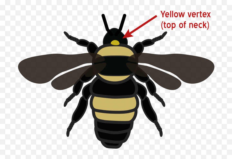 Species - Black And Gold Bumblebees Png,Bumblebee Icon