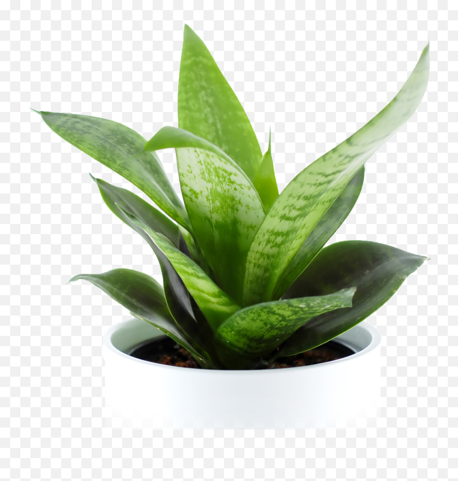 Plant Free Png Images Potted