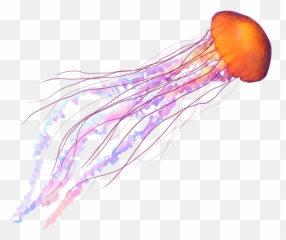 Jellyfish - Candela Labs Candela Labs Jellyfish Png,Transparent Jellyfish