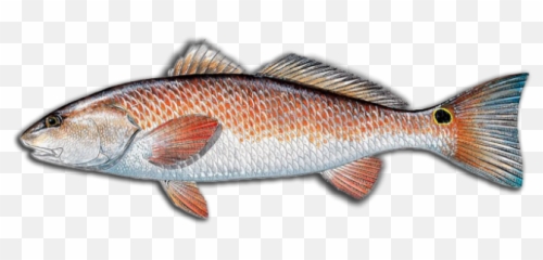 Louisiana Fishing Charters Guides - Red png