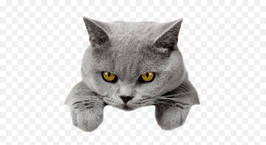 Tête De Chat Png Image - Tete De Chat Png,Chat Logosu