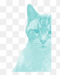 About - Fat Cat Creamery Soft png