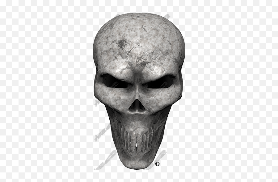 Bone Skull Angle 3 - Aurora Graphics Decal Png,Transparent Skulls