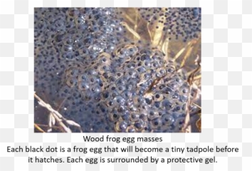 Acts Nature Corner Spring Peepers Frogs U0026 Salamanders Png