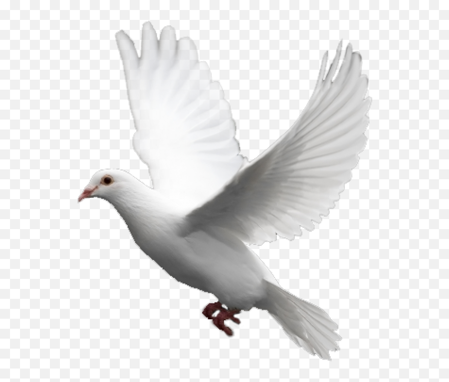 Pigeon Png Free Download 18 Images - Pigeon Png,Pigeons Png