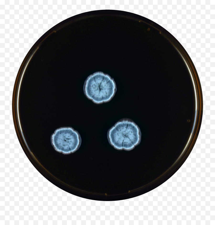 Fileaspergillus Montevidensis Meaoxpng - Wikimedia Commons Circle,Cd Case Png