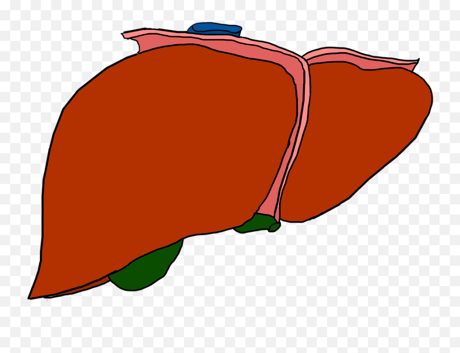 Liver Organ Anatomy - Transparent Background Liver Clipart Png,Liver Png