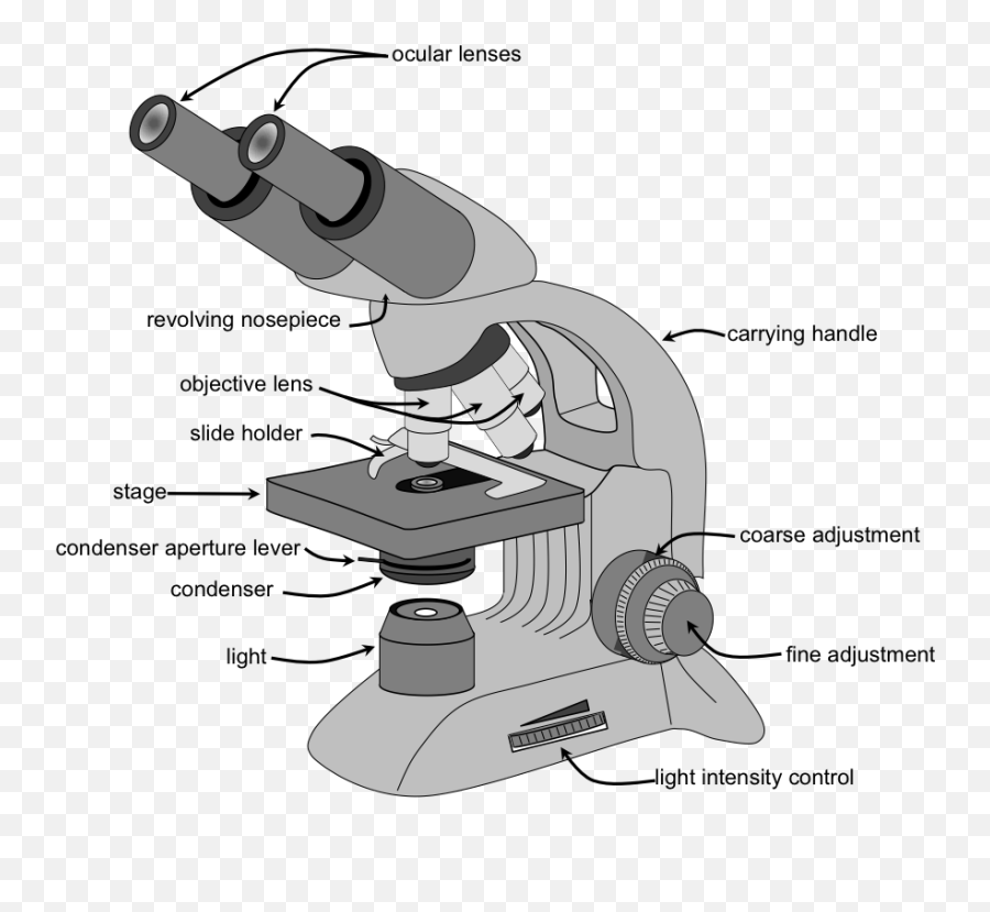 Compound Microscope Drawing PNG Transparent Images Free Download | Vector  Files | Pngtree