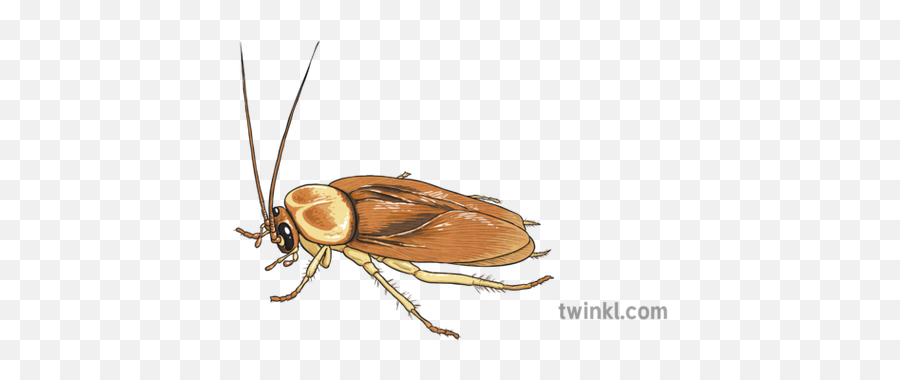 Cockroach Insect Creepy Crawlie Minibeast Ks2 Illustration - Minibeast Cockroach Png,Cockroach Transparent