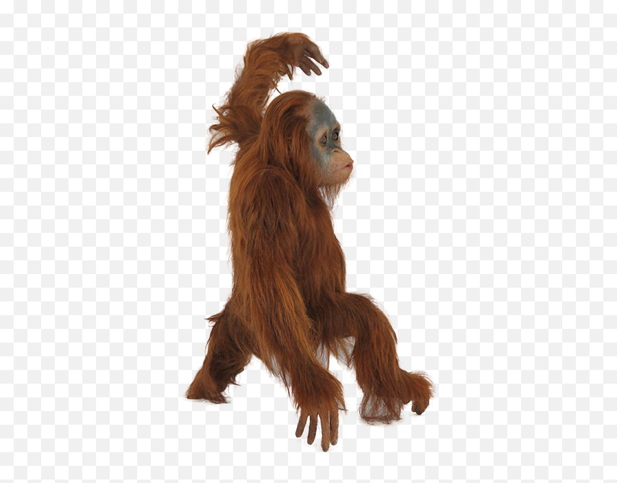 Orangutan Png Images Free Download - Orang Utan Png,Orangutan Png