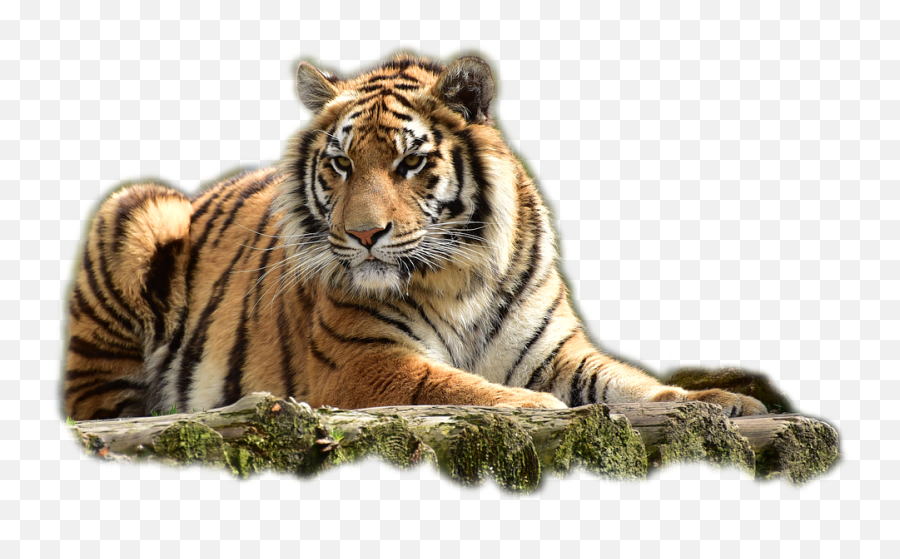 Sitting Tiger Png Transparent Image Arts - Big Cats Png,Tiger Transparent
