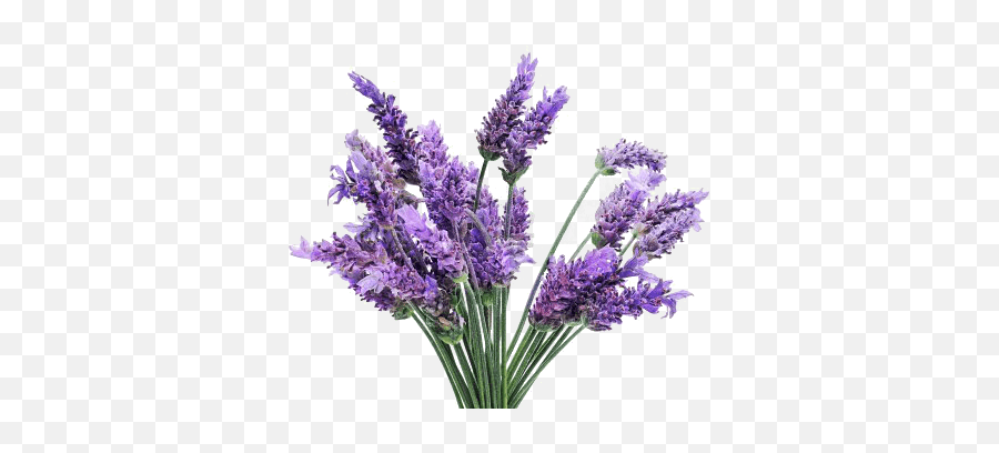 Lavender Transparent Png Images - Lavender Flowers Transparent Background,Lavender Png