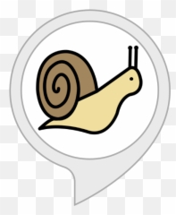 Amazoncom Snail Facts Alexa Skills - Cartoon Snail Png,Snail Transparent