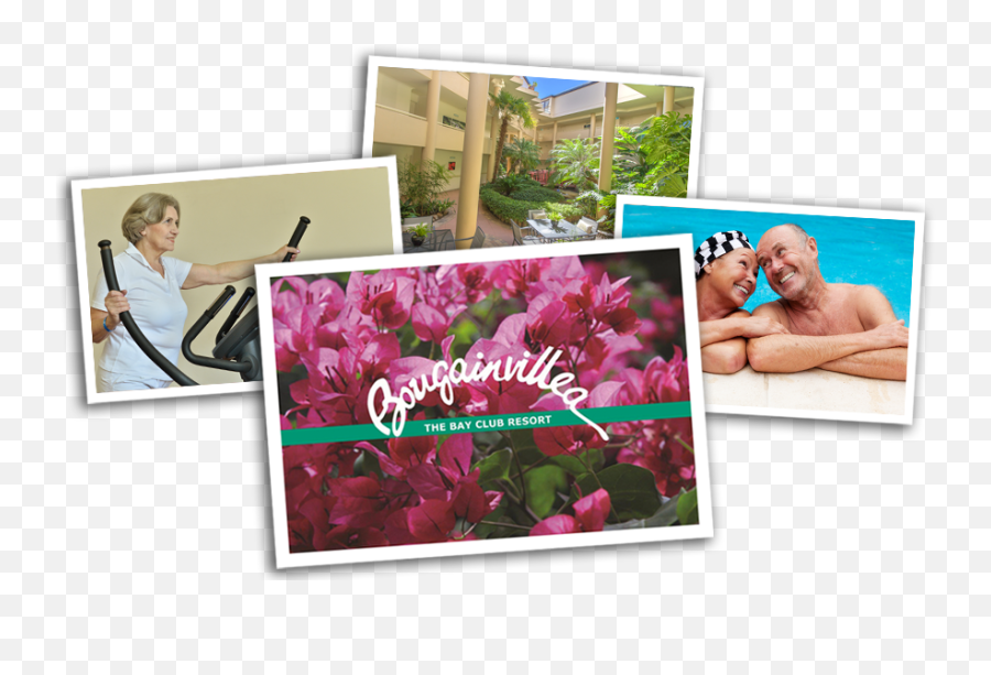 Download Bougainvillea Retirement Village Neutral Bay Sydney - Bougainvillea Retirement Village Png,Bougainvillea Png