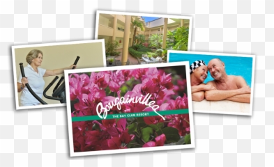Download Bougainvillea Retirement Village Neutral Bay Sydney - Bougainvillea Retirement Village Png,Bougainvillea Png