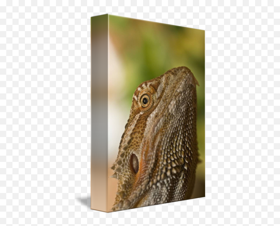 Bearded Dragon Lizard By Design Pics - Dragon Lizard Png,Bearded Dragon Png