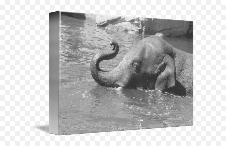 Black And White Elephant In Water By Elle Arden Png