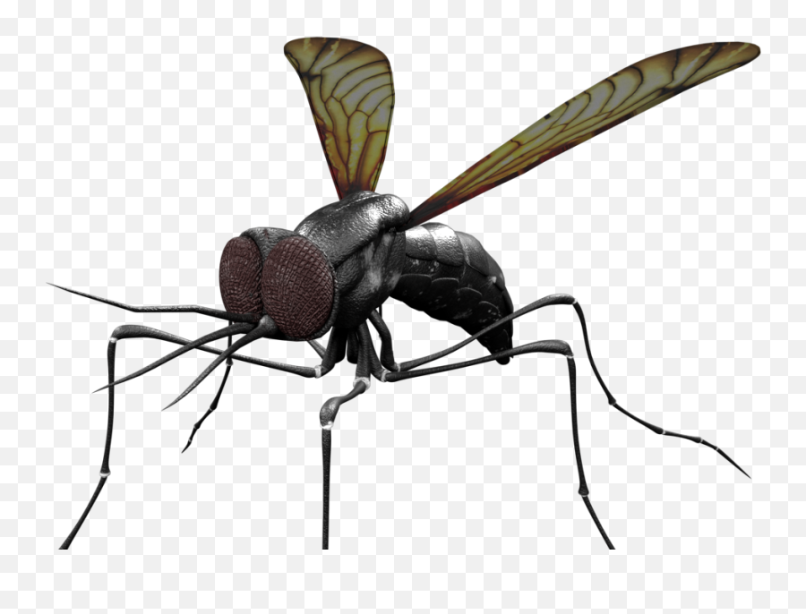 3d Mosquito Concept Design Ucm Creations - Insects Png,Mosquito Png