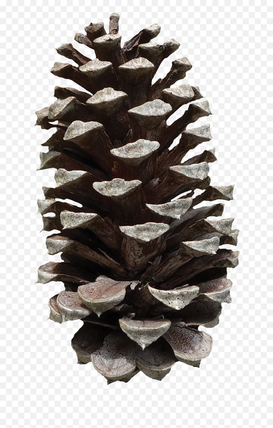 Pine Cone Icon Clipart Web Icons Png - Conifer Cone,Pine Png