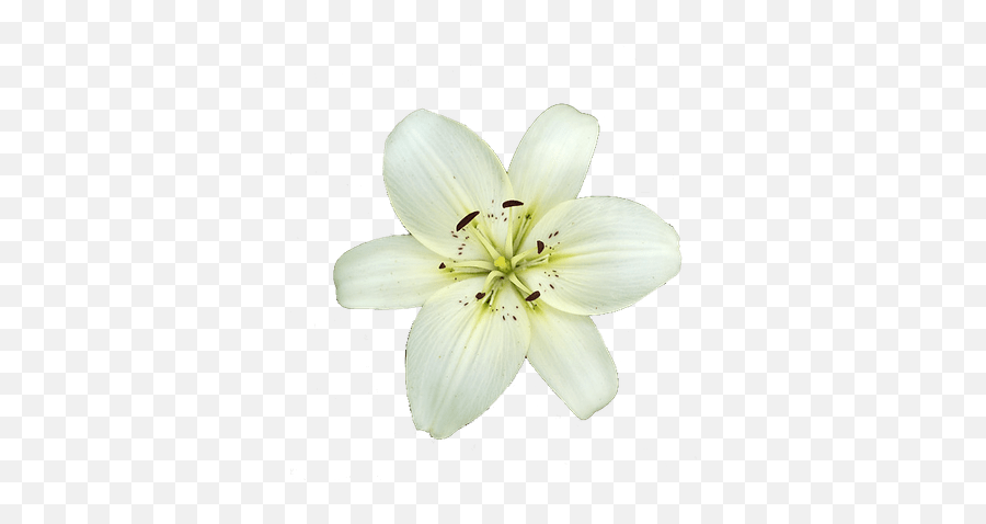 White Lily Flower Transparent Png - Transparent Background White Lily,White Lily Png