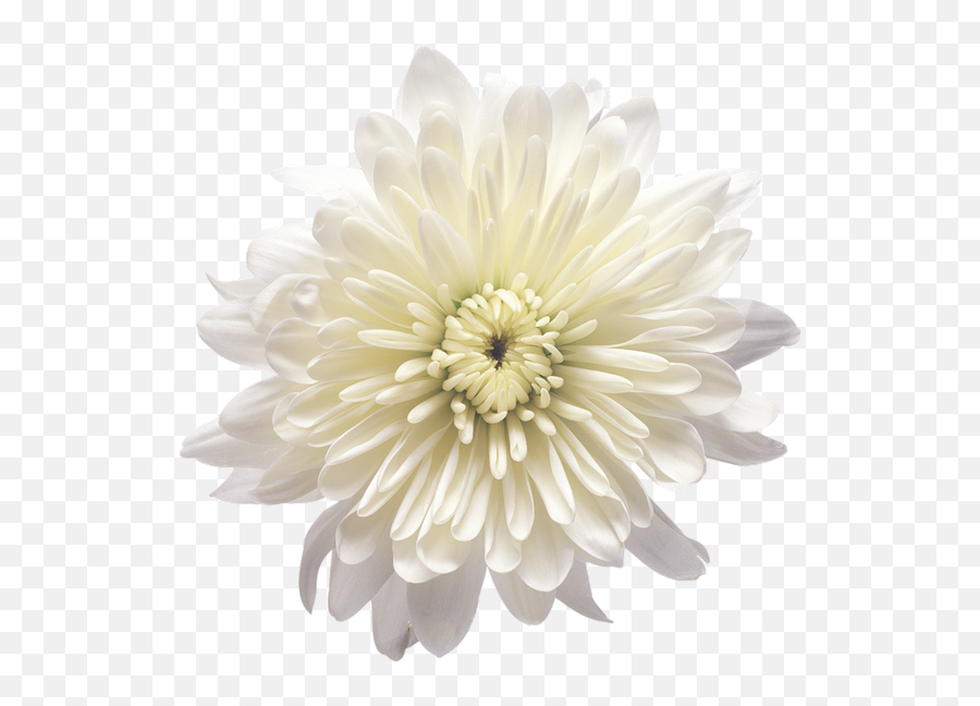 Pin By Blanka Dolinar - White Chrysanthemum Flower Png,Chrysanthemum Png