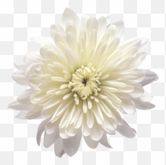 Pin By Blanka Dolinar - White Chrysanthemum Flower Png,Chrysanthemum Png