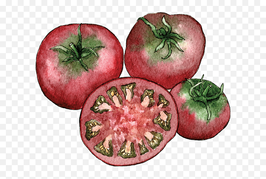 Growing Tomatoes - Berkeley Horticultural Nursery Berkeley Superfood Png,Tomato Plant Png