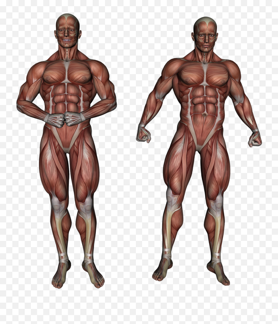 Muscle Muscular System Anatomy - Leg Muscles Anatomy Png,Muscle Png