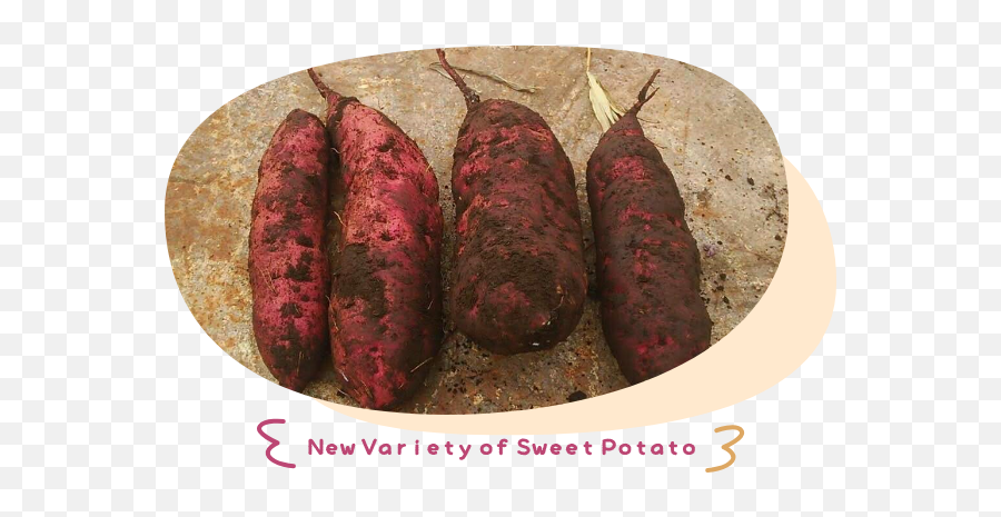 Hoshiimo - Organic Hp Yam Png,Sweet Potato Png