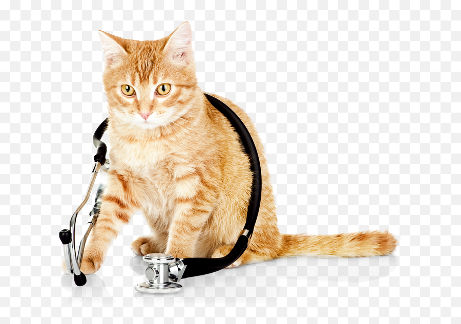 Cat Vet Png Transparent - Cats Health,Veterinarian Png