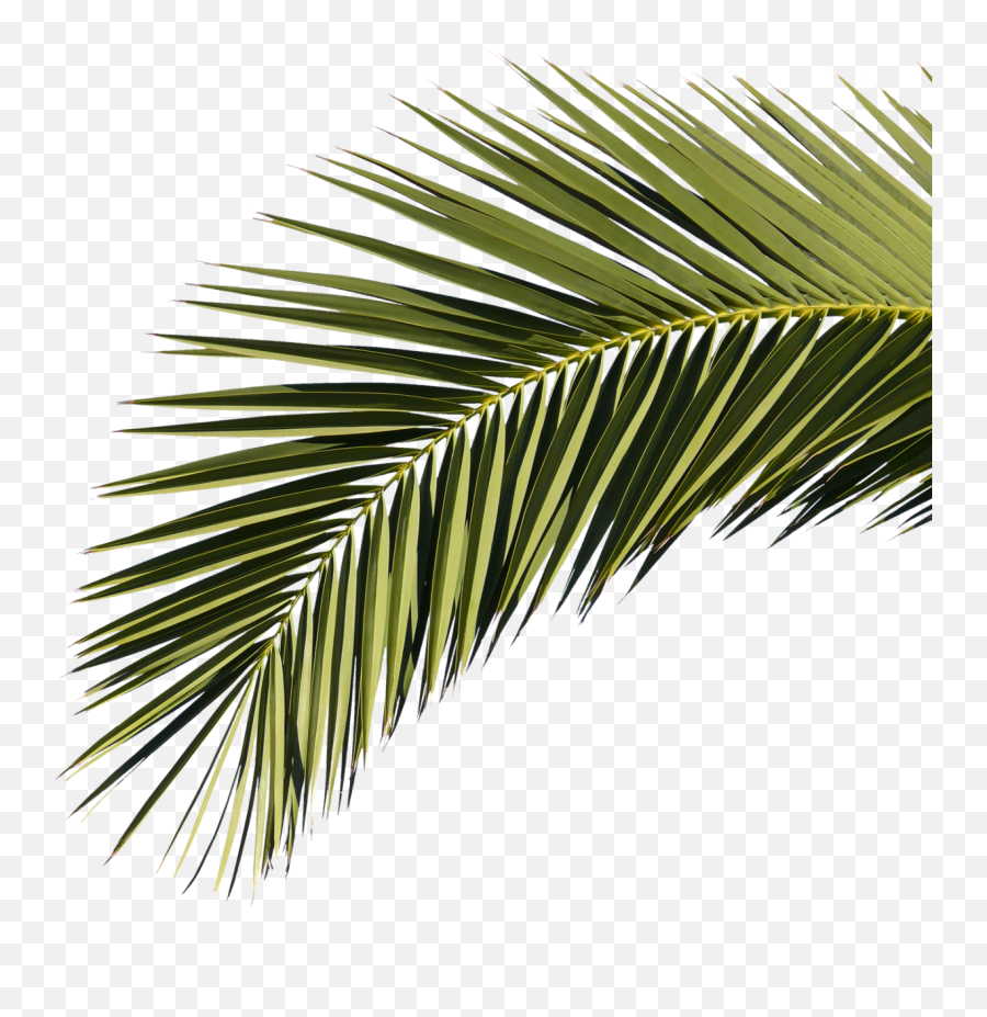Palm Branches Transparent Png Clipart - Roystonea Regia Leaf,Palm Tree Leaves Png